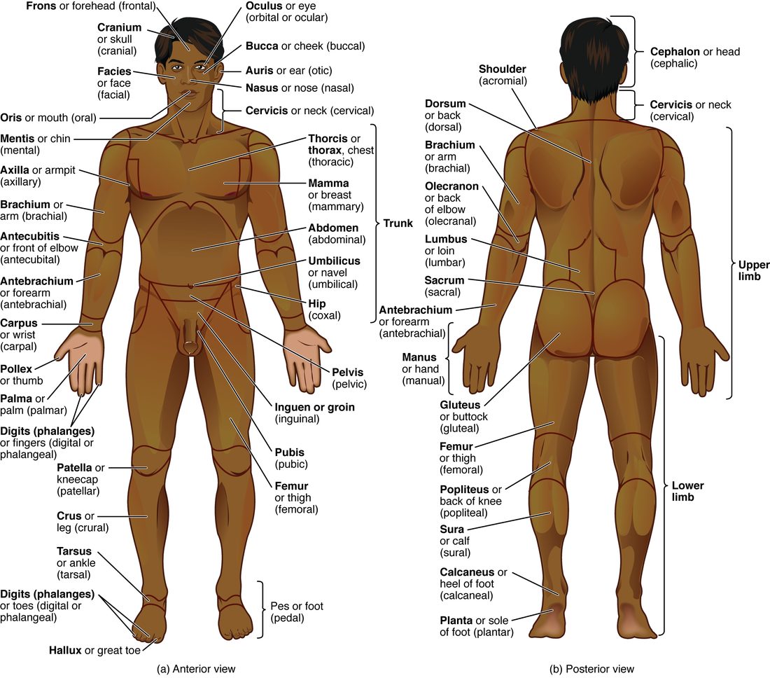 Front and back views of a person standing in anatomical position, with the surface divided into named regions: head, face, eyes, cheeks, ears, chin, neck, chest, armpit, arm, bend of the elbow, forearm, wrist, palm, fingers, abdomen, navel, hip, groin, pubic area, thigh, front of the knee, leg, ankle and foot on the front; head, neck, shoulder, back, arm, back of the elbow, lower back, sacrum, forearm, hand, buttock, thigh, back of the knee, calf, heel and sole on the back.