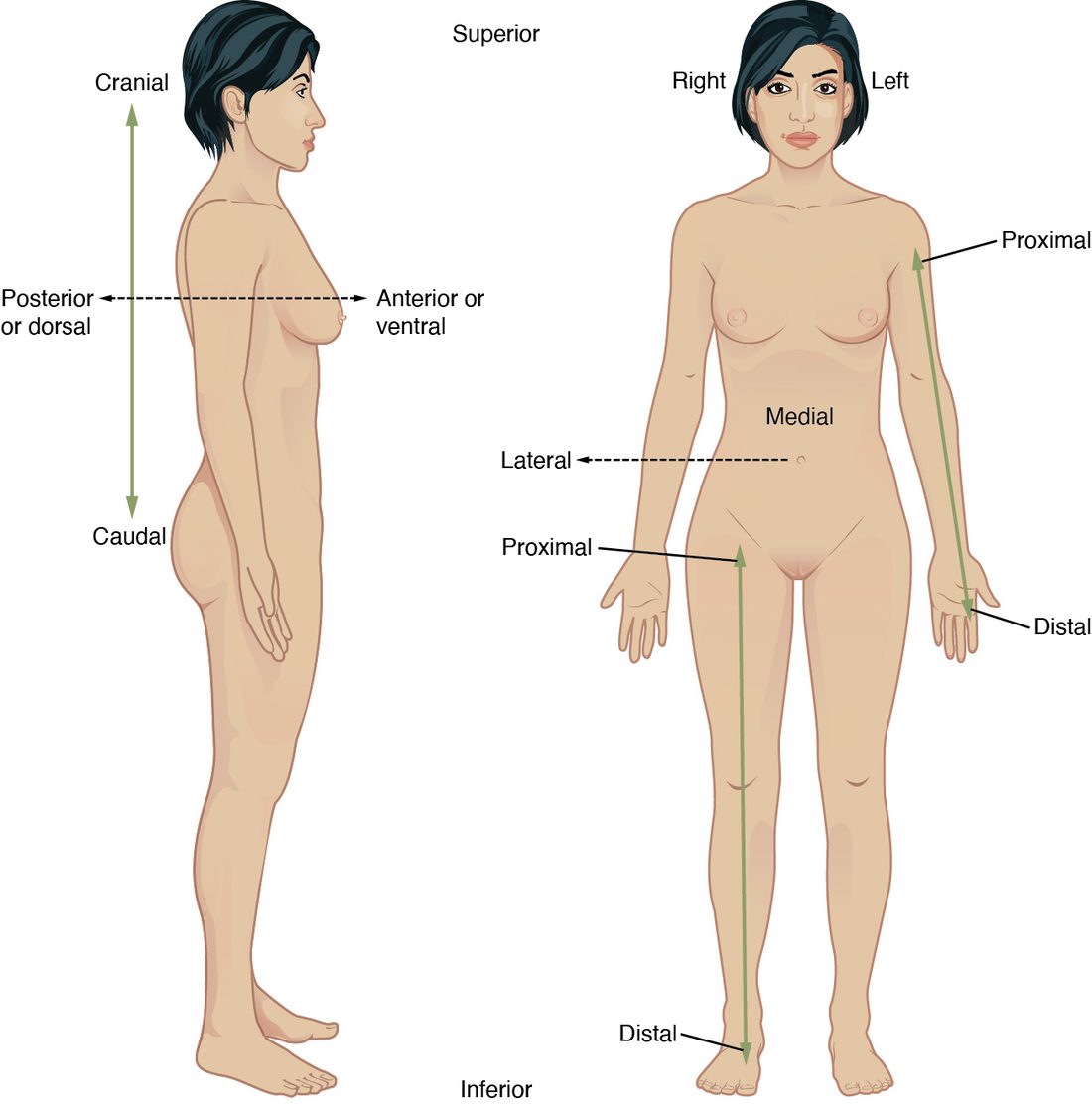 Two views of a standing woman with paired arrows. In the side view a vertical arrow runs from cranial at the head to caudal at the lower back, and a horizontal arrow runs from posterior (dorsal) at the back to anterior (ventral) at the front. In the front view, superior is at the top of the page and inferior at the bottom, right and left are marked on her own sides, an arrow runs from the midline outward to lateral, and arrows along the left arm and right leg run from proximal near the trunk to distal at the hand and foot.