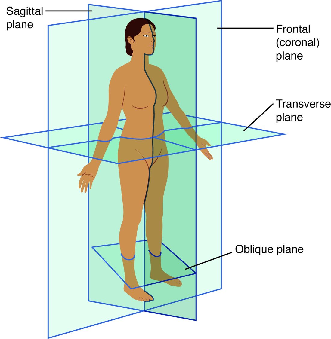 A woman standing in anatomical position, seen from the front and slightly to one side, crossed by four flat panels. A vertical panel running front to back divides her into right and left parts (the sagittal plane). A vertical panel running side to side divides her into front and back parts (the frontal, or coronal, plane). A horizontal panel at hip level divides her into upper and lower parts (the transverse plane). A slanted panel through the lower legs is an oblique plane.