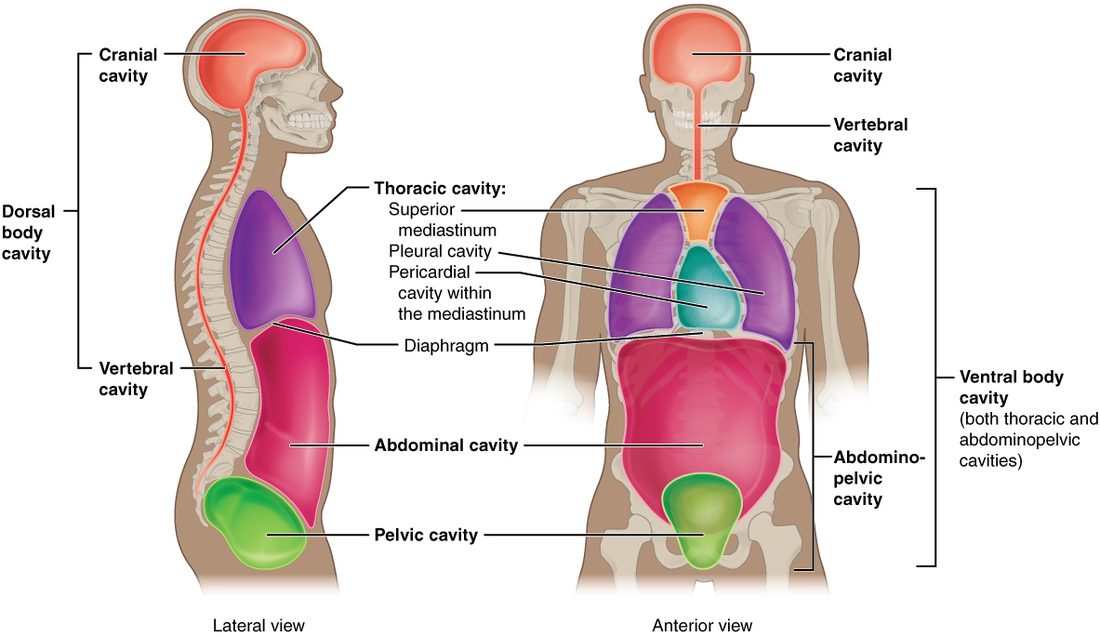 Side and front views of the body with the cavities shaded. The cranial cavity inside the skull holds the brain, and a narrow canal runs down from it through the backbone; together they form the dorsal body cavity. In the chest, the two lung spaces sit on either side of a central space whose lower part surrounds the heart. A dome-shaped diaphragm lies below the chest. Below it, the large abdominal cavity continues into the funnel-shaped pelvic cavity; chest, abdominal and pelvic spaces together form the ventral body cavity.