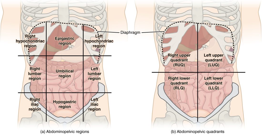 Two front views of the abdomen showing the organs behind the wall. On the left, two vertical and two horizontal lines divide it into nine regions: right hypochondriac, epigastric and left hypochondriac across the top; right lumbar, umbilical and left lumbar across the middle; right iliac, hypogastric and left iliac across the bottom. On the right, one vertical and one horizontal line crossing at the navel divide it into four quadrants: right upper, left upper, right lower and left lower. The dome of the diaphragm is outlined at the top.