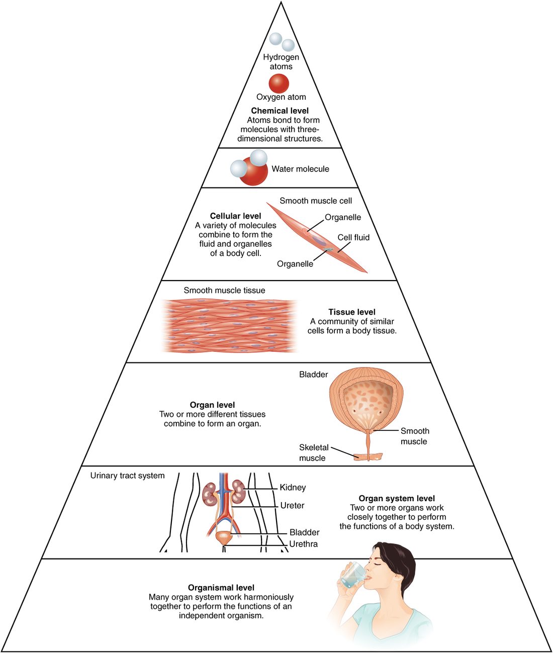 A pyramid of six levels, smallest at the top. Two hydrogen atoms bond to one oxygen atom to make water. Below that, a single long, tapered muscle cell. Then a sheet of many such cells bound side by side. Then one organ, the urinary bladder with the tube that drains it. Then the whole urinary organ system: two kidneys, two ureters, the bladder and the urethra. At the base, a whole woman drinking a glass of water.