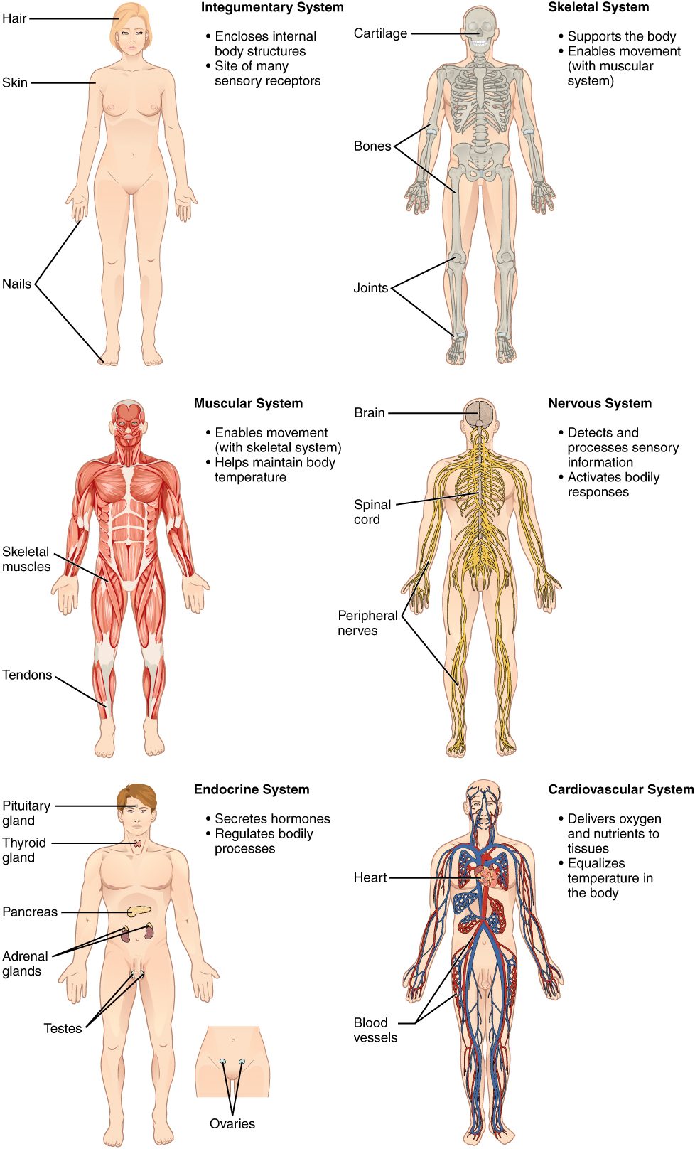 Six outlines of the body, each showing one organ system. Skin covers the first. The second shows the bones and joints of the skeleton. The third shows the muscles that move the skeleton. The fourth shows the brain, the spinal cord and fibers running out to the limbs. The fifth marks the pituitary, the thyroid, the pancreas, the adrenals and the gonads. The sixth shows the heart with arteries and veins reaching every part of the body.