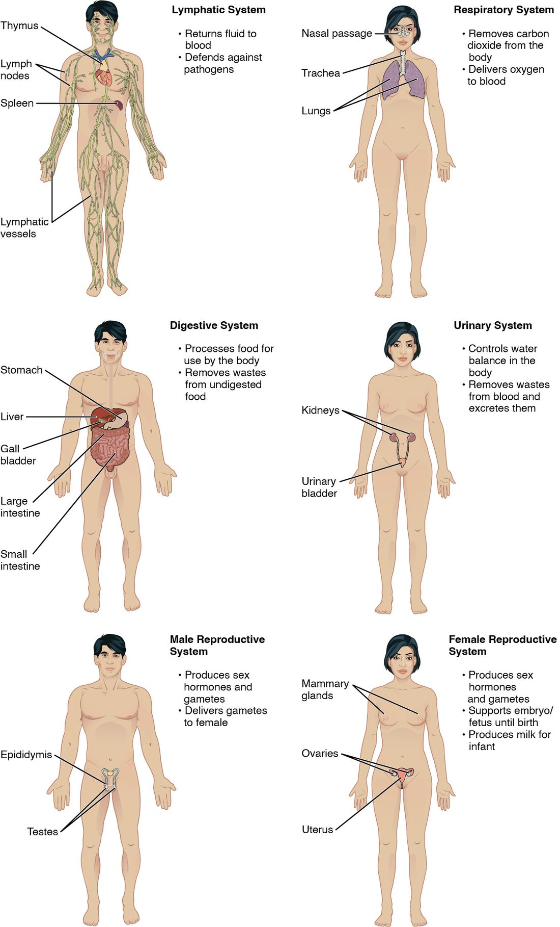 Outlines of the body showing the remaining organ systems. The lymphatic system: the thymus in the chest, the spleen in the abdomen and a network of thin vessels with small nodes along them. The respiratory system: nasal passages, trachea and lungs. The digestive system: stomach, liver, gallbladder and the coiled intestines. The urinary system: kidneys and urinary bladder. The male reproductive system with the testes, and the female reproductive system with the ovaries, uterus and breasts.