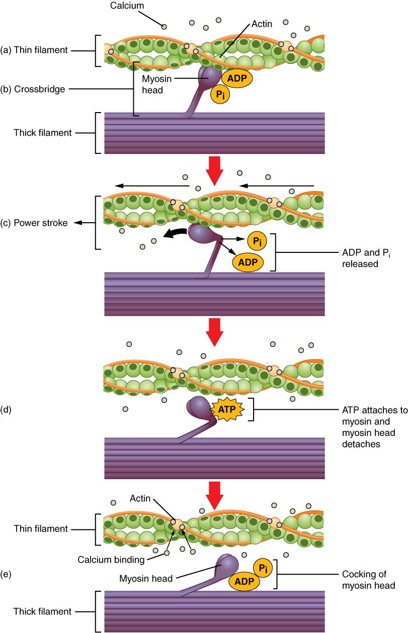 Four panels in sequence, each showing a beaded thin filament above a purple thick filament, with small calcium circles around. First, a myosin head carrying ADP and phosphate attaches to the thin filament. Second, the head swings, arrows show the thin filament pulled along, and ADP and phosphate leave. Third, an ATP attaches to the head and the head comes free of the thin filament. Fourth, the head, now carrying ADP and phosphate again, is shown cocked back and ready, beside calcium bound to the thin filament.