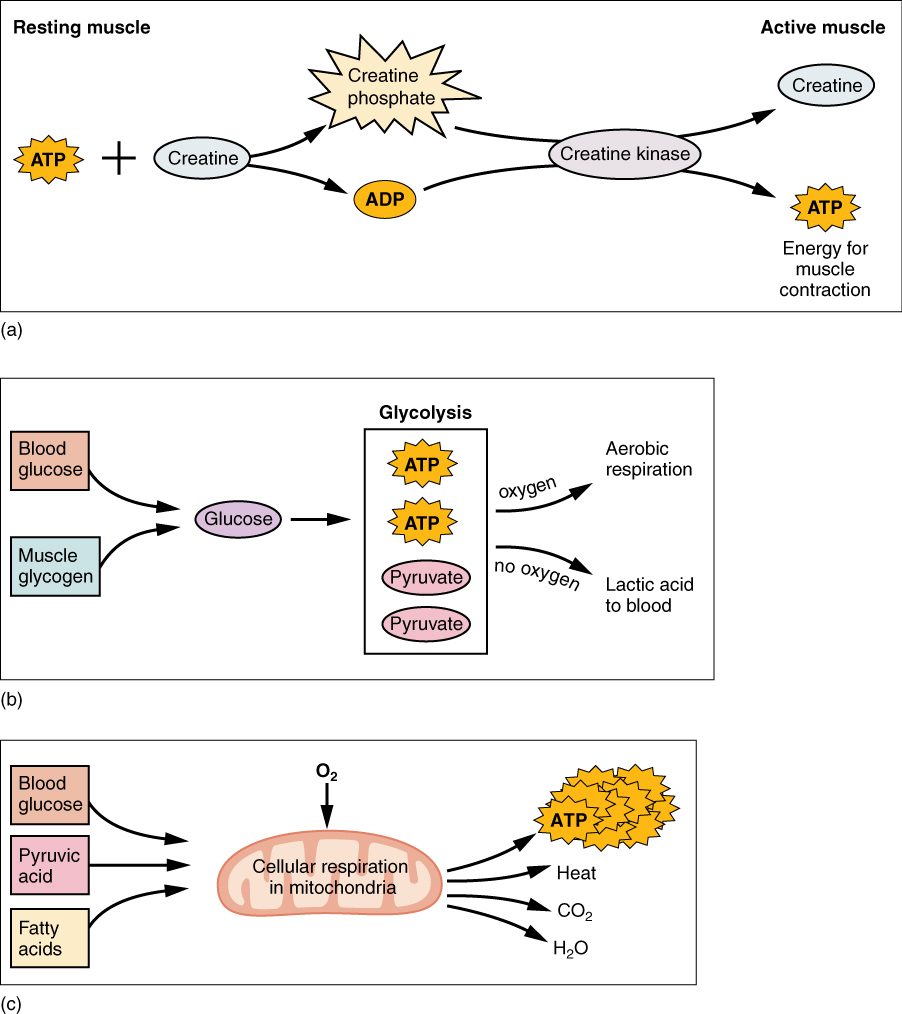 A three-panel diagram of how muscle remakes ATP. Top panel: in resting muscle, ATP and creatine combine to form creatine phosphate and ADP; in active muscle, the enzyme creatine kinase moves the phosphate from creatine phosphate back to ADP, giving creatine and ATP for contraction. Middle panel: glucose from the blood and from muscle glycogen enters glycolysis, which yields 2 ATP and 2 pyruvate; with oxygen, pyruvate goes on to aerobic respiration, and without it, it leaves as lactic acid to the blood. Bottom panel: glucose from the blood, pyruvic acid and fatty acids enter a mitochondrion, which uses oxygen to make many ATP, heat, carbon dioxide and water.