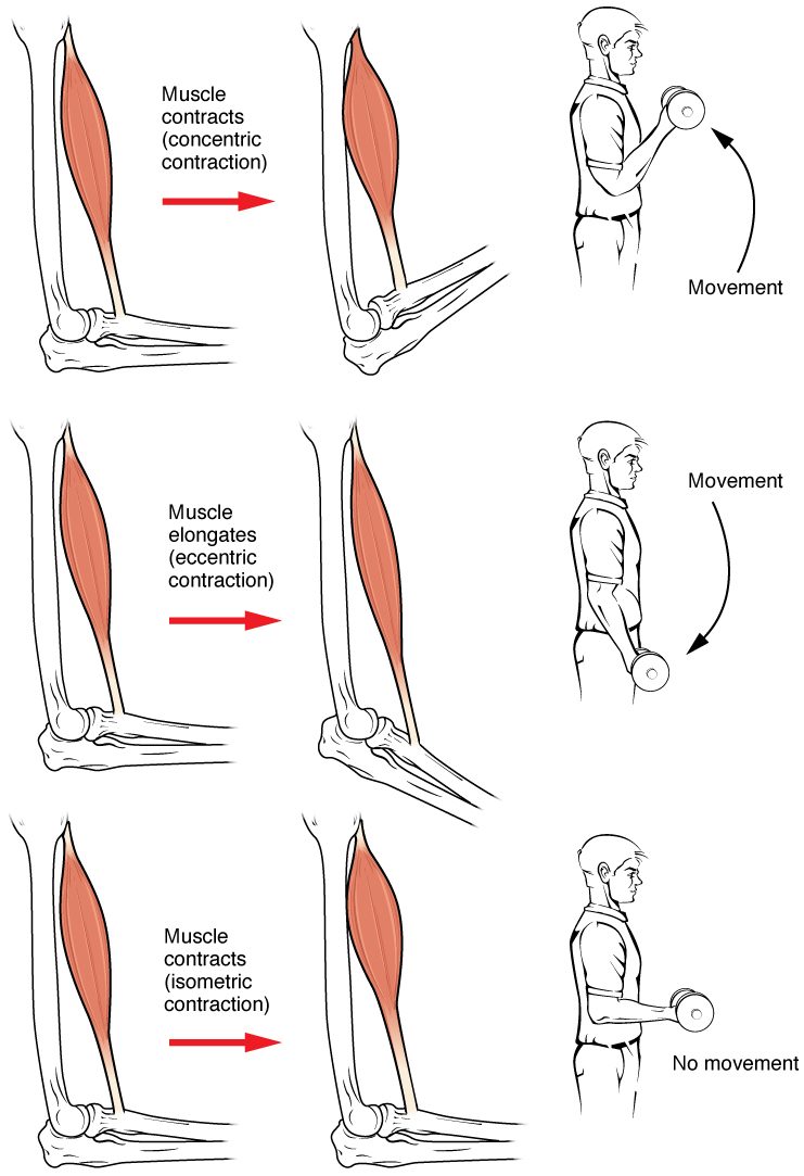 Three rows of drawings of the upper arm muscle that bends the elbow, each beside a man holding a dumbbell. Top row: the muscle shortens and the forearm rises as the weight is lifted (concentric). Middle row: the muscle lengthens while still working as the weight is lowered (eccentric). Bottom row: the muscle works but its length and the elbow angle stay the same while the weight is held still (isometric).