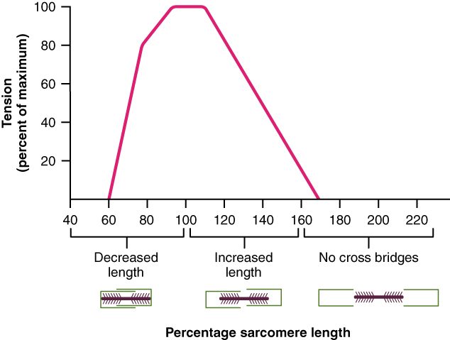A graph of tension, as a percent of maximum, against sarcomere length, as a percent of resting length. Tension is zero at 60 percent, rises steeply to about 80 percent tension at 80 percent length, is at its maximum from about 95 to 110 percent length, then falls in a straight line to zero at about 170 percent. Small sketches below show thick and thin filaments crowded together when short, partly overlapping in the middle range and pulled apart with no overlap when very long.