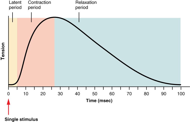 A graph of tension against time for one twitch after a single stimulus at time zero. For the first few milliseconds, the latent period, tension stays flat. Tension then rises during the contraction period to a peak at about 27 milliseconds, and falls more slowly during the relaxation period, reaching baseline at about 100 milliseconds.