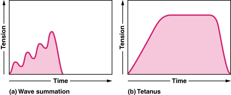Two graphs of tension against time. On the left, wave summation: a series of twitches, each starting before the last one has relaxed, so the wavy trace climbs higher with each stimulus. On the right, tetanus: tension rises smoothly to a high, flat plateau with no dips between stimuli, then falls when stimulation stops.