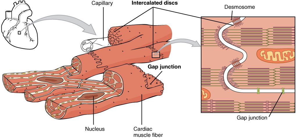 A small outline of the heart with a box on its wall, enlarged into a drawing of branching, striped cardiac muscle fibers beside a capillary. Each fiber has a central nucleus, and wavy intercalated discs join the fibers end to end. A further enlargement of one disc shows desmosomes holding the two membranes together and gap junctions bridging them.