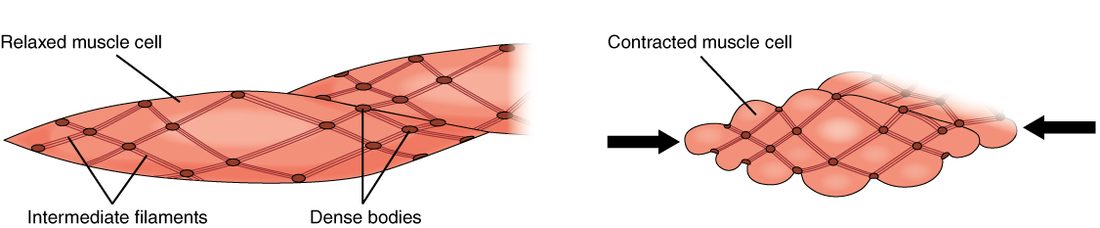 Two drawings of smooth muscle fibers. On the left, a relaxed fiber is long and spindle-shaped, crossed by a diagonal network of lines, the intermediate filaments, that join small dark dots, the dense bodies, spread through the cell and along its edge. On the right, a contracted fiber is shorter and wider, with a bulging, puckered outline, and arrows at both ends pointing inward; its dense bodies have been pulled closer together.