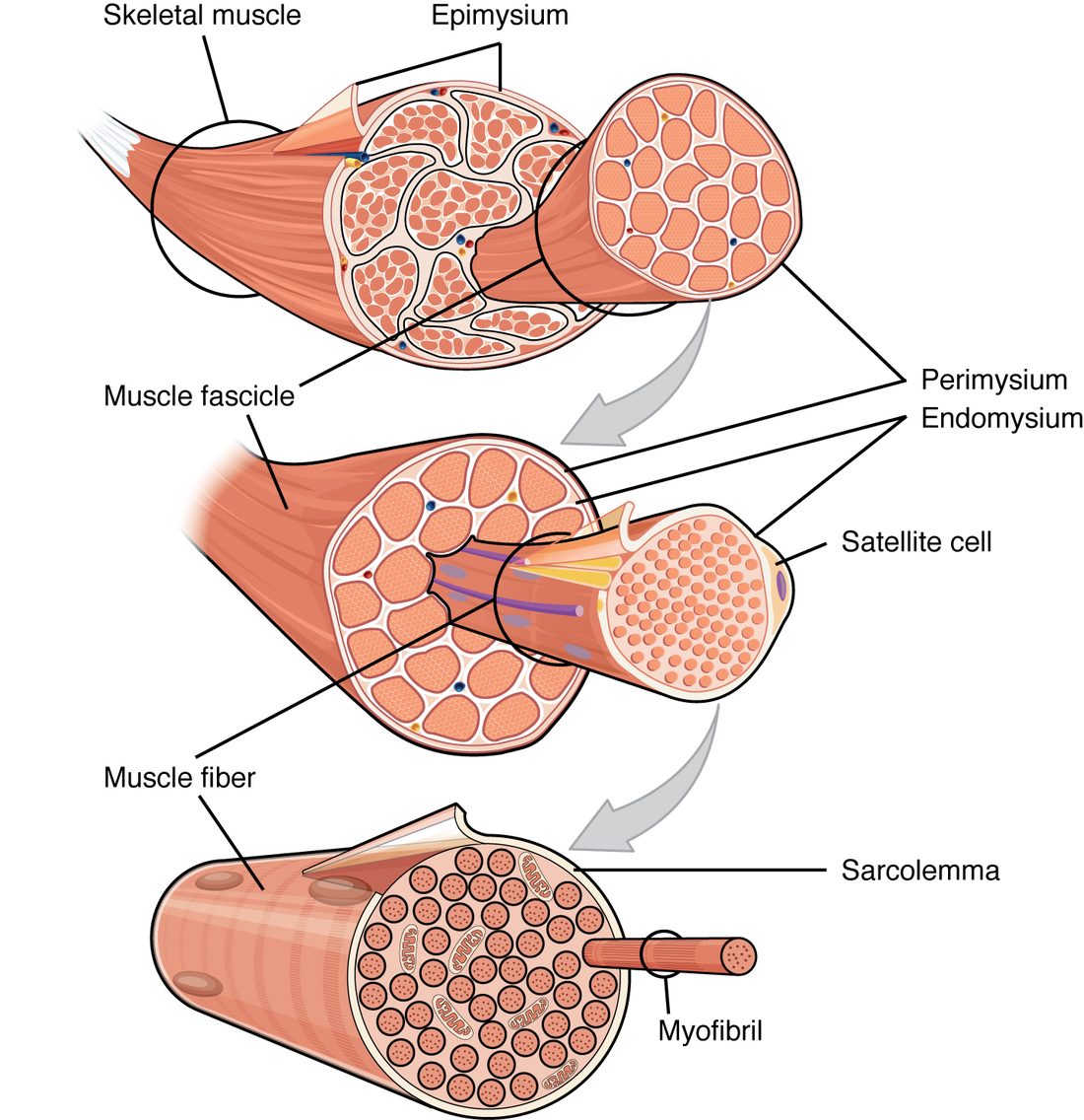 Three enlargements, one below the other. At the top, a whole muscle tapering to a tendon is cut across to show its outer sheath of connective tissue and, inside it, many bundles of fibers, each bundle wrapped in its own layer. In the middle, one bundle is cut across to show the individual fibers, each wrapped in a thin layer, with blood vessels and nerve fibers running between them and a small flattened cell against one fiber. At the bottom, one fiber is cut across to show its outer membrane, nuclei at its edge, and many rod-like bundles packed inside, one of which is pulled out.