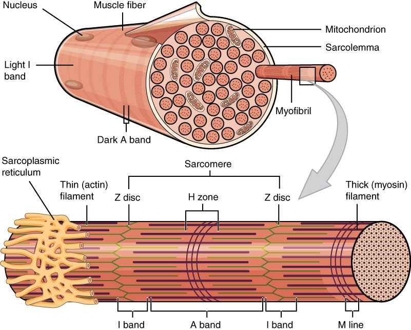 At the top, a striped muscle fiber cut across, with nuclei on its surface, mitochondria between the rod-like bundles inside it, and one bundle pulled out. At the bottom, a length of that bundle enlarged: a lacy network of sacs wraps its left end, and the cut-away middle shows interlocking thick and thin filaments forming repeating units, with brackets marking the light and dark bands, the zone at the center of the dark band, the line at its middle, and the zigzag discs that bound each unit.