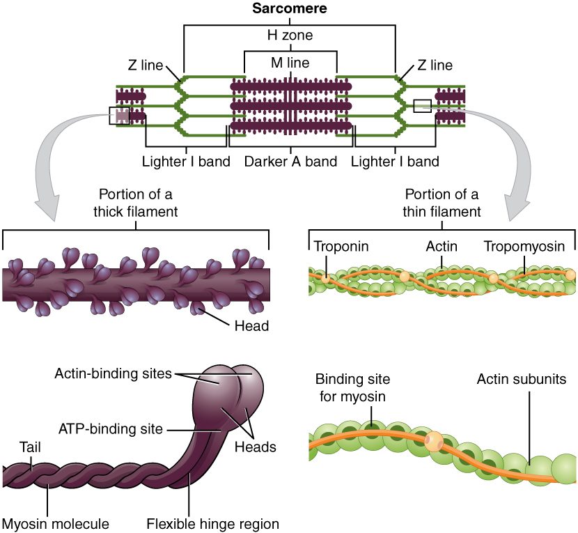 At the top, one repeating unit of a myofibril, with purple thick filaments in the middle and green thin filaments reaching in from zigzag discs at each end; brackets mark the light and dark bands and the zones at the center. Below left, a stretch of thick filament bristling with paired heads, and one of its molecules enlarged: a twisted tail, a flexible hinge, and two heads, each with a site for binding actin and a site for binding ATP. Below right, a stretch of thin filament: two twisted strands of beads, a thin rod lying along the groove, and small round complexes spaced along the rod, with one bead marked as a binding site for myosin.