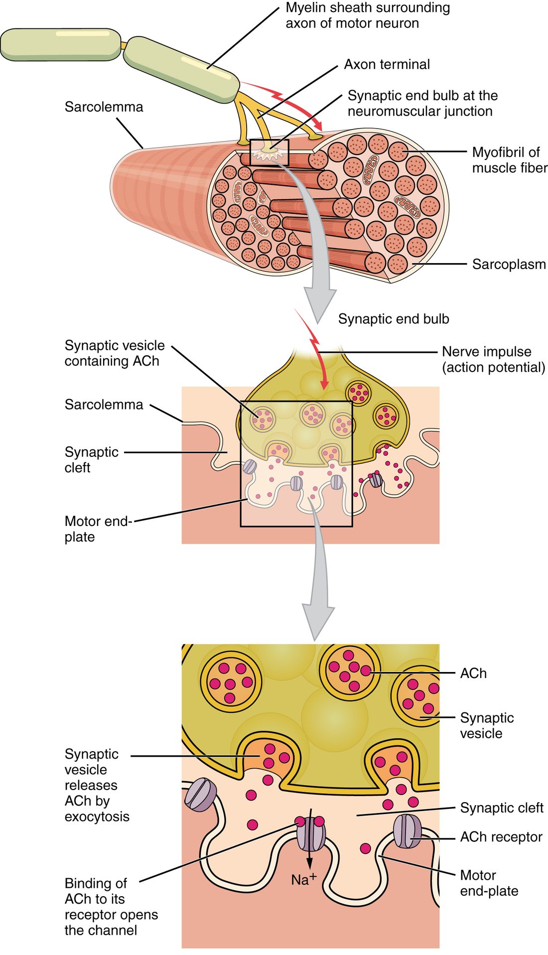 Three enlargements, one below the other. At the top, an axon in a segmented insulating sheath branches onto the surface of a muscle fiber, which is cut across to show its bundles inside. In the middle, the swollen nerve ending sits in a dip in the fiber's membrane, holding round vesicles filled with dots; a narrow gap separates it from a deeply folded patch of fiber membrane studded with channel proteins, and dots are being released into the gap. At the bottom, a closer view shows vesicles fusing with the nerve ending's membrane and spilling dots into the gap, and dots binding a channel in the folded fiber membrane, with an arrow showing sodium ions entering the fiber through it.