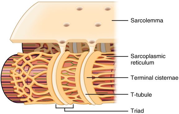 A cutaway of the surface of a muscle fiber. The outer membrane, peeled up, has pores that lead into narrow tubes dipping straight down into the fiber and ringing the striped bundles inside. A lacy network of sacs wraps each bundle, and it swells into wide ring-shaped sacs on either side of each tube. A bracket at the bottom marks one tube with the two sacs beside it.