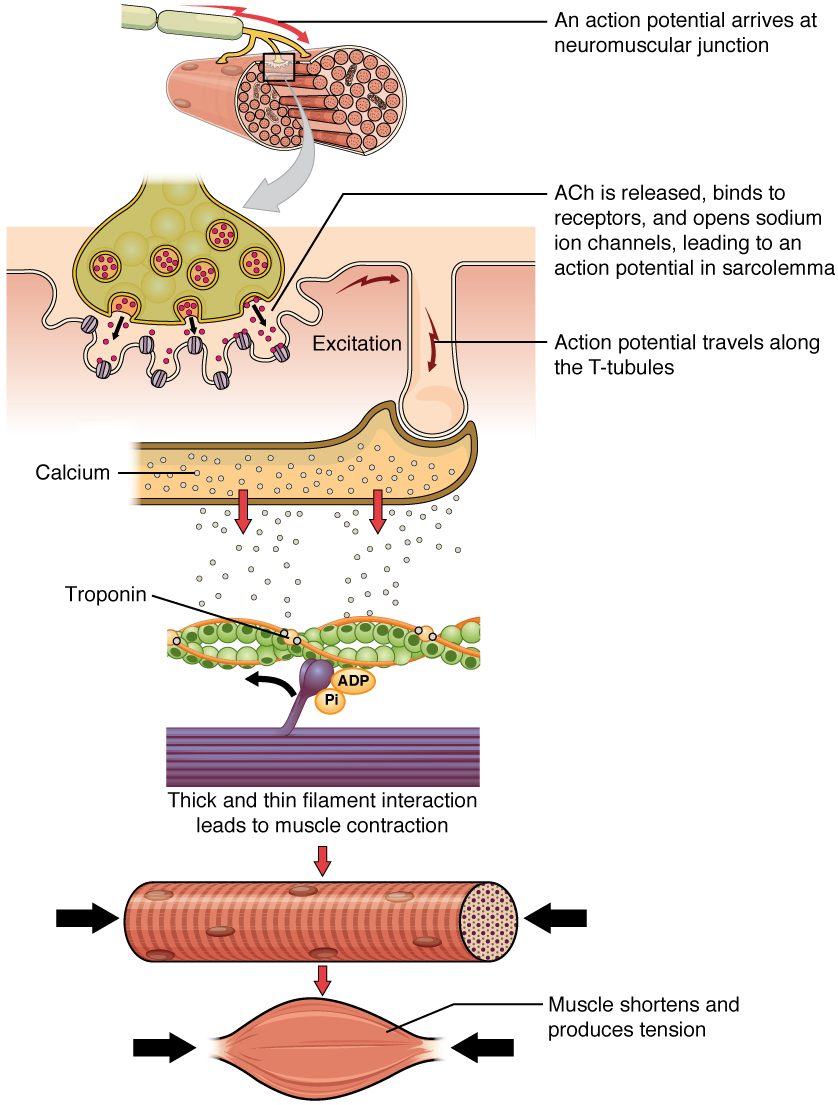 A sequence from top to bottom. A nerve ending on a muscle fiber releases dots from its vesicles into the gap below it, where they bind channels in the folded fiber membrane. A red arrow shows the electrical signal spreading along the membrane and down a tube into the fiber. The tube touches a long sac full of small circles, and red arrows show the circles pouring out of the sac. Below, the circles attach to small round proteins on a beaded filament, and a myosin head carrying ADP and phosphate swings against it. At the bottom, the fiber and then the whole muscle are drawn shorter and thicker, with arrows pressing in from both ends.
