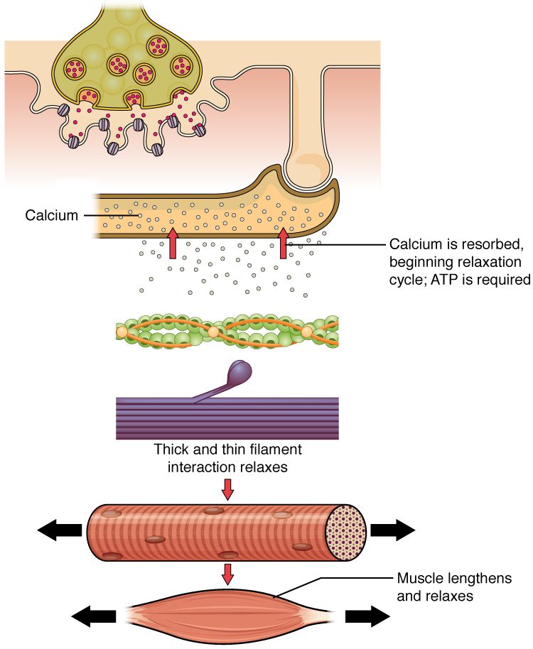 The same nerve ending, tube and sac as in the contraction drawing, but now red arrows point up, carrying the small circles back into the sac. Below, the beaded filament has its round proteins free of circles, and the myosin head lies back against its filament, not touching the beads. At the bottom, the fiber and then the whole muscle are drawn longer and thinner, with arrows pulling out at both ends.