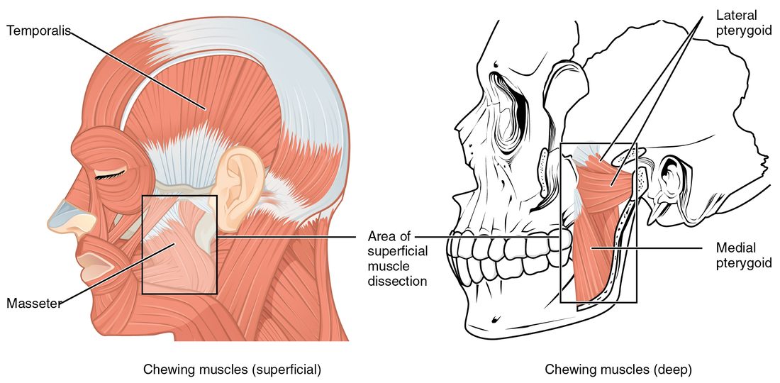 The chewing muscles. On the left, a side view of the head shows a fan-shaped muscle over the temple and a thick muscle over the angle of the jaw. On the right, a skull with part of the lower jaw cut away shows two deeper muscles: one running horizontally back to the jaw joint and one running down to the inside of the jaw's angle.