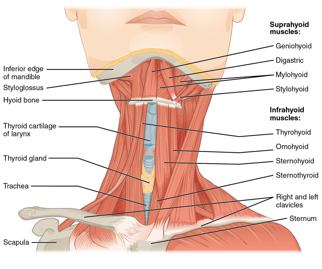 The front of the neck from below the chin to the collarbones. Small muscles run from the hyoid bone up to the underside of the jaw, and flat strap-like muscles run from the hyoid down past the cartilage of the voice box and the thyroid gland to the sternum and the scapula.