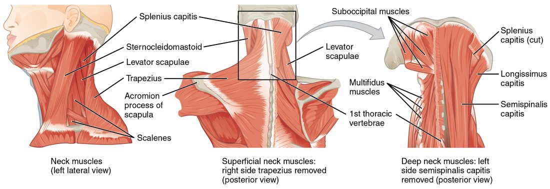 Three views of the neck. The left-side view shows a long diagonal muscle from the sternum and clavicle to behind the ear, with deeper muscles running from the neck vertebrae down to the upper ribs. The two back views show the muscles of the back of the neck, superficial and then deep.