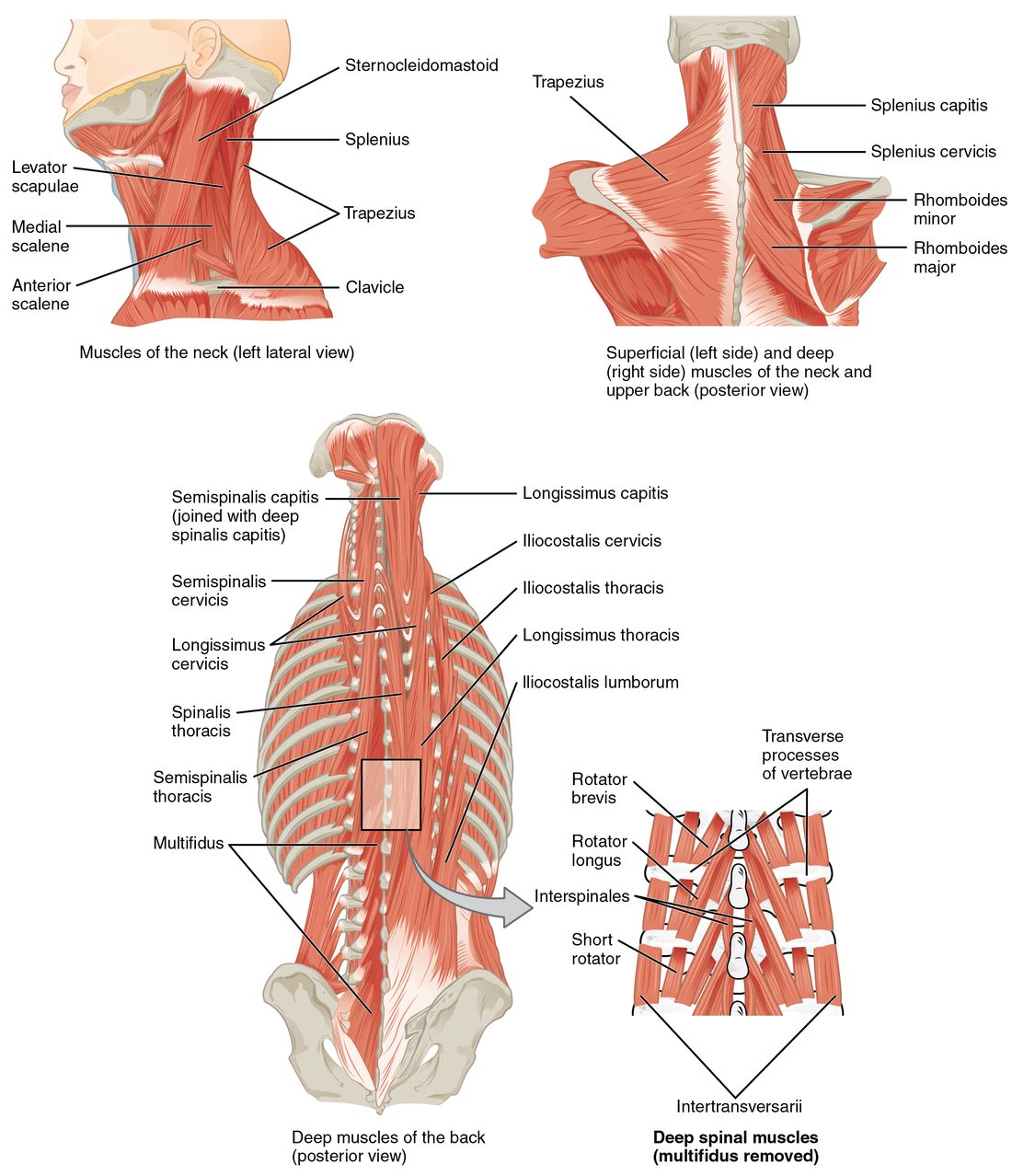 Muscles of the neck and back. At the top, a side view of the neck and a back view of the neck and upper back show diagonal muscles wrapping the back of the neck and diamond-shaped muscles between the spine and the shoulder blade. Below, the deep back muscles run in three long columns on each side of the spine from the pelvis up to the ribs, neck and skull, with an inset of short muscles joining neighboring vertebrae.