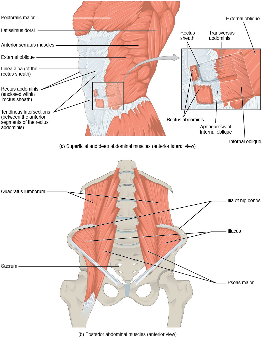 Muscles of the abdomen. At the top, a front-side view of the trunk shows a vertical strap on each side of the midline divided by bands of tendon, and a flat muscle wrapping the side, with a window cut through to show two deeper flat layers whose fibers run in different directions. At the bottom, the back wall of the abdomen seen from the front shows a four-sided muscle between the lowest rib and the iliac crest and two muscles running from the lumbar spine and the ilium down toward the thigh.