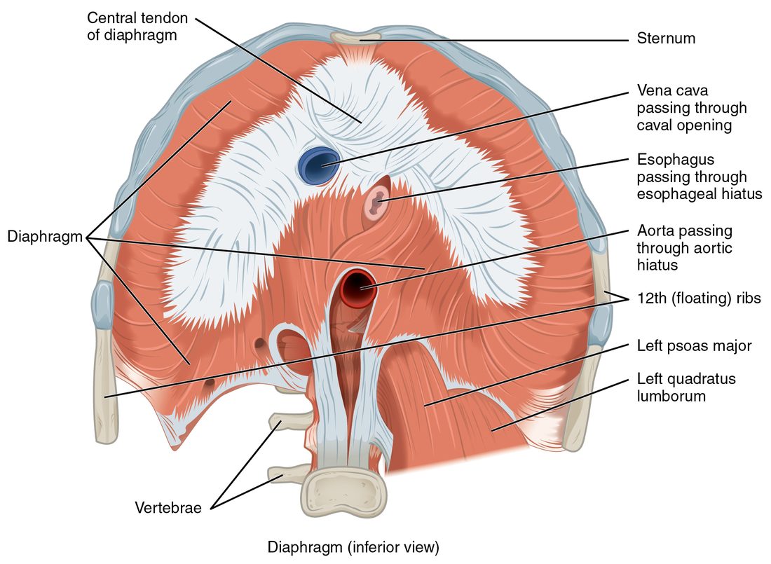 The diaphragm seen from below. Muscle fibers run inward from the lower rim of the rib cage and from the lumbar vertebrae to a large, flat, leaf-shaped sheet of white tendon at the center. Openings in it let the esophagus and the largest artery and vein pass through.