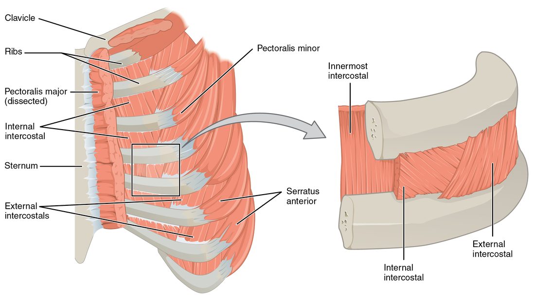 The muscles between the ribs. On the left, the front of the chest with the large chest muscles cut away shows muscle filling each space between neighboring ribs. On the right, a close-up of a single space shows three layers: an outer layer with fibers running down and forward, a middle layer with fibers crossing it at right angles, and a thin deepest layer.