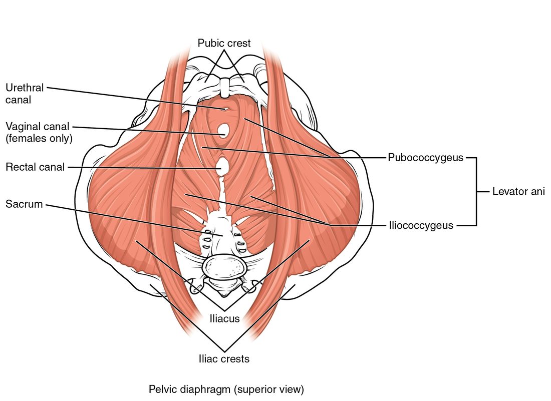 The floor of the pelvis seen from above. A broad funnel of muscle runs from the pubis and the side walls of the pelvis back to the coccyx, with three openings in the midline for the urethra, the vagina in females and the rectum.