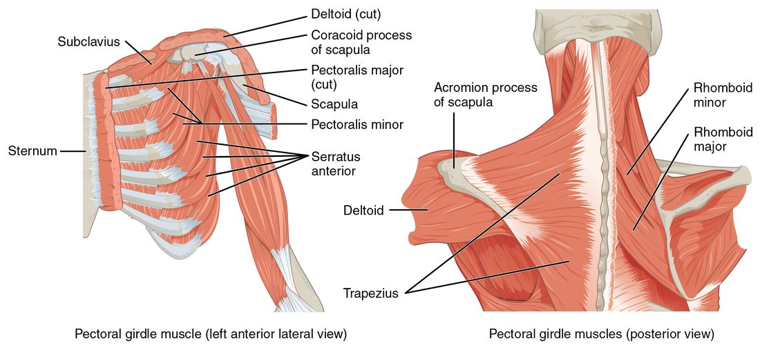 Muscles around the shoulder blade. On the left, the front of the chest with the large chest muscle cut away shows a small muscle from the ribs to the coracoid process and a row of saw-toothed slips from the ribs wrapping back toward the scapula. On the right, the upper back from behind shows a large diamond-shaped sheet from the skull and spine to the shoulder, and, on the other side where it is removed, two diamond-shaped muscles between the spine and the scapula.