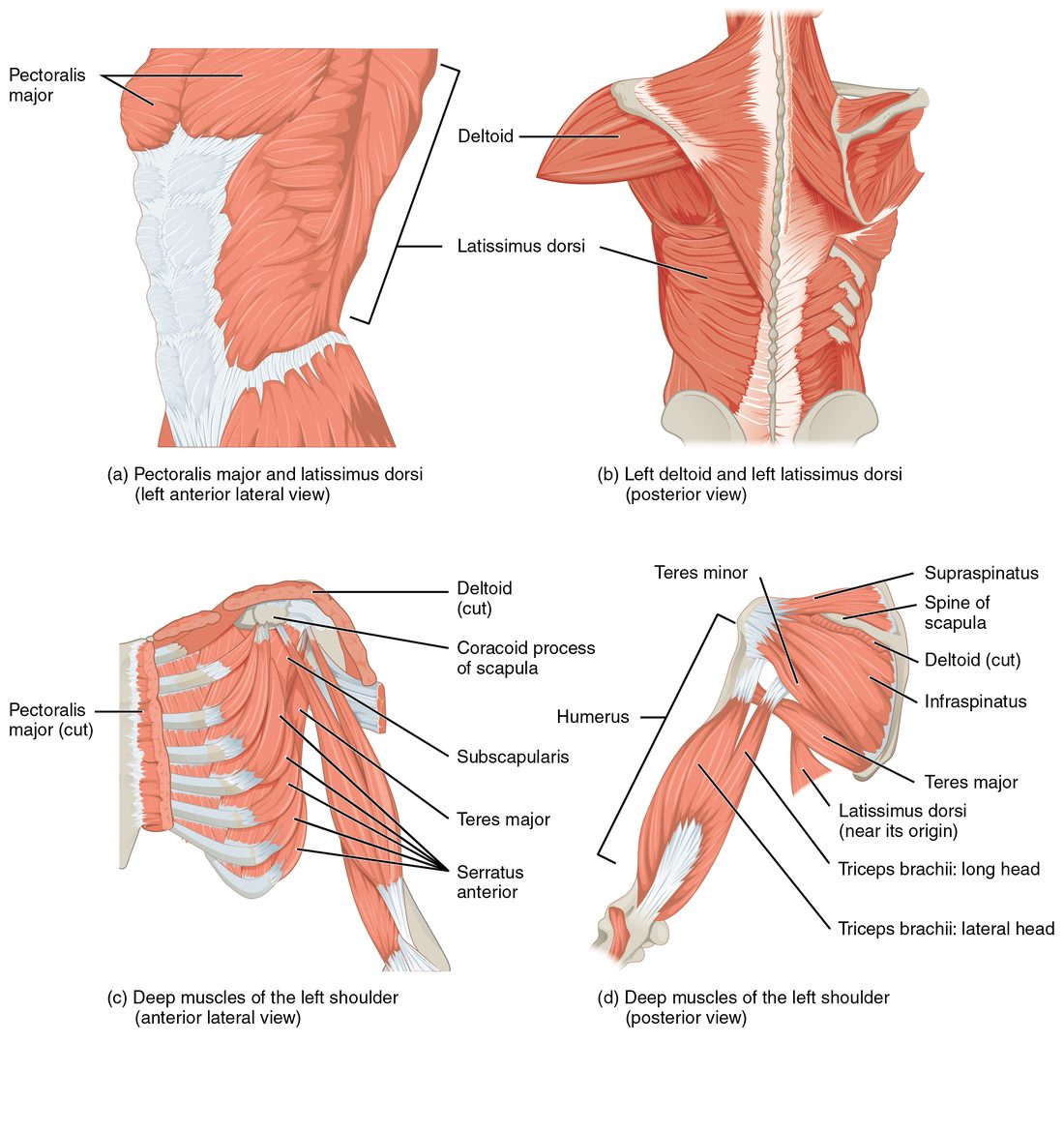 Four views of the muscles that move the humerus. The top views show the large fan-shaped chest muscle, the broad sheet of the lower back and the thick triangular muscle capping the shoulder. The bottom views show the deeper shoulder muscles from the front and from behind, including the four small muscles that run from the scapula to the top of the humerus.