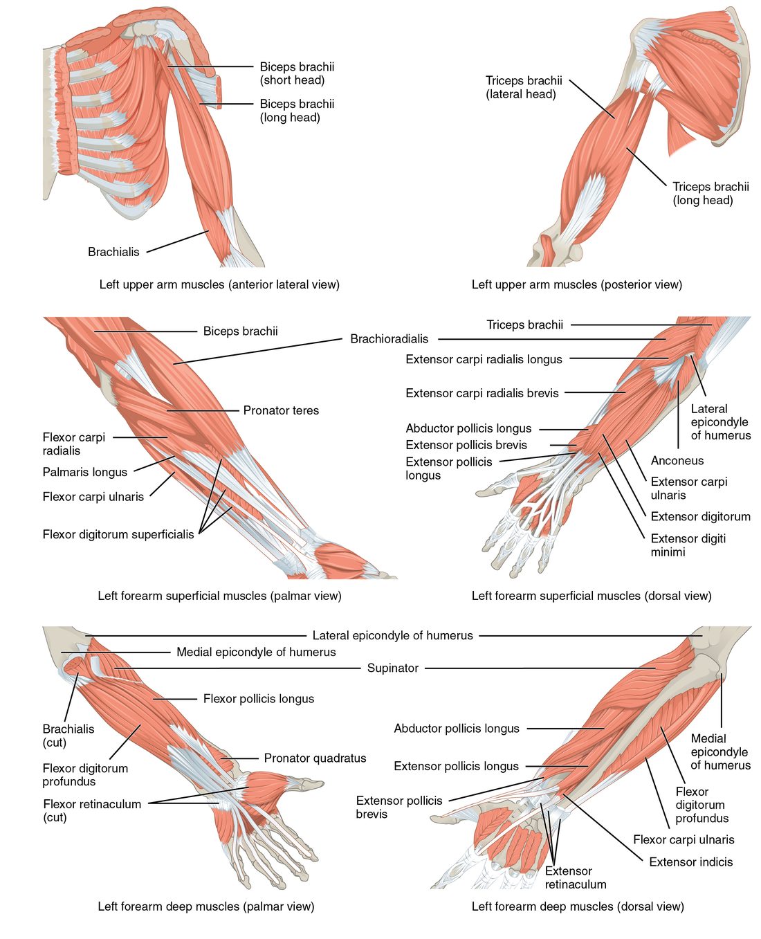 Six views of the left arm and forearm. The top pair shows the two-headed muscle on the front of the upper arm with a deeper muscle beneath it, and the three-headed muscle on the back. The middle pair shows the superficial forearm muscles on the palm side and on the back, with long tendons running into the hand. The bottom pair shows the deep forearm muscles, including a small square muscle across the lower ends of the two forearm bones.