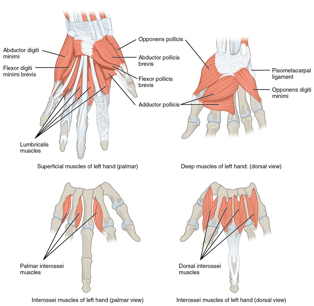 Four views of the small muscles inside the left hand. The palm view shows fleshy mounds at the base of the thumb and along the little-finger side, with thin muscles running beside the finger tendons. A second view shows the deeper muscles that move the thumb and little finger, and two views show the muscles lying between the long bones of the hand, on the palm side and on the back.