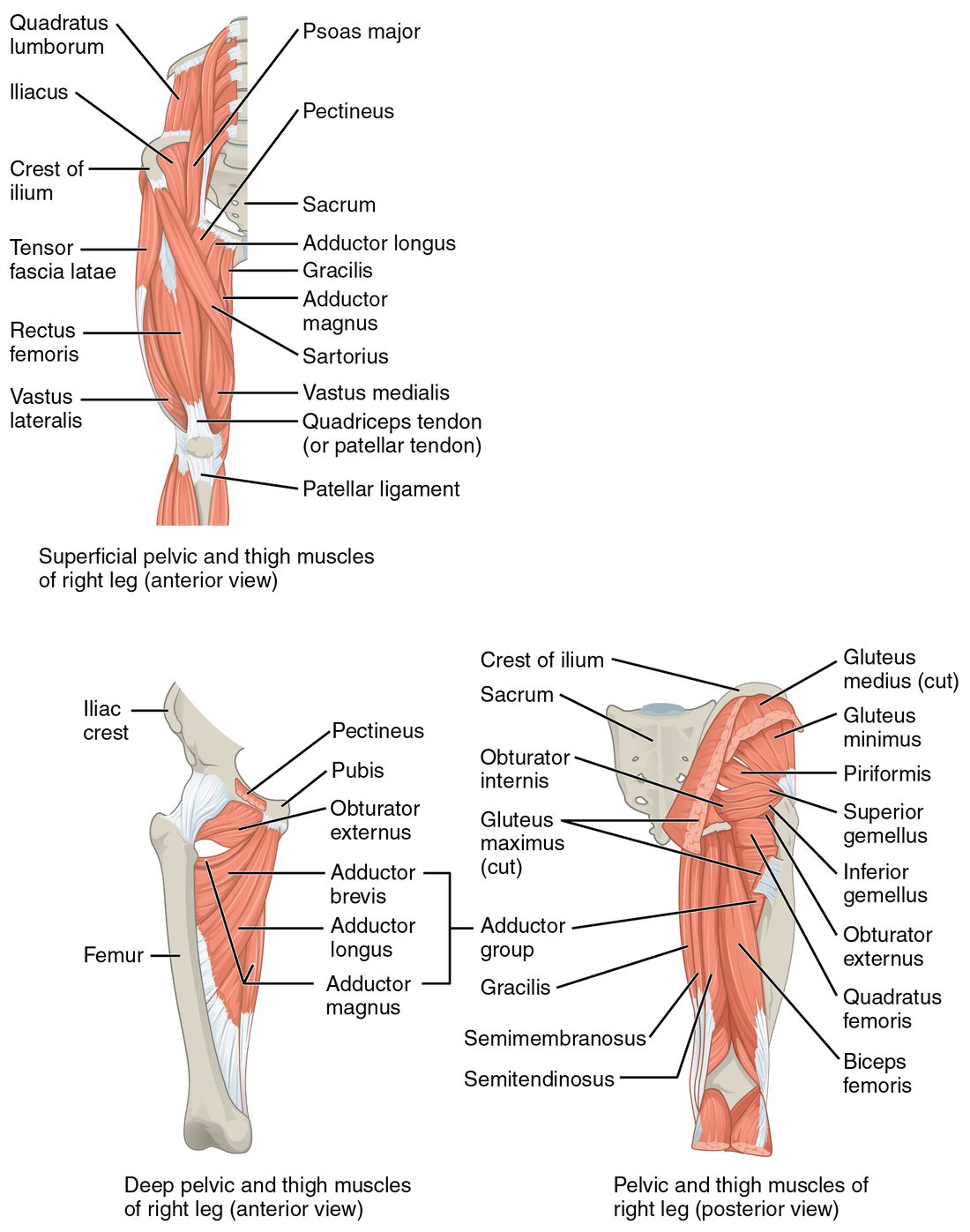 Muscles of the right hip and thigh in three views. The front view shows muscles from the lumbar spine and the bowl of the ilium passing in front of the hip, a four-part muscle mass over the front of the thigh joining one tendon around the kneecap, a long strap crossing the thigh diagonally, and muscles of the inner thigh. A deep front view shows the inner-thigh muscles fanning from the pubis to the back of the femur. The back view shows the cut buttock muscles, small muscles running from the sacrum to the top of the femur, and three muscles on the back of the thigh.