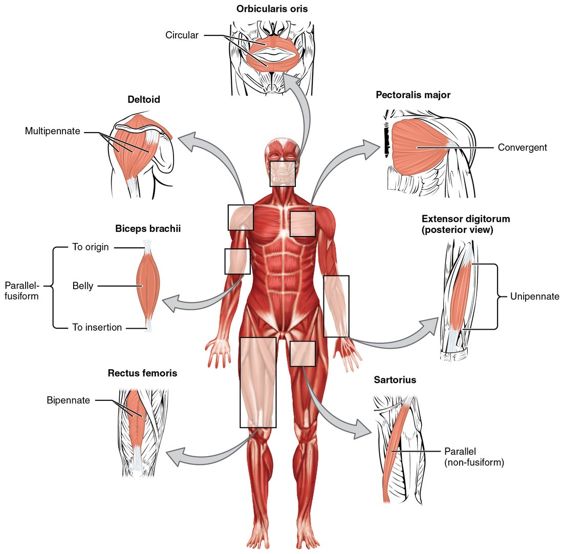 A front view of the whole muscular system with boxes drawn around seven muscles, each enlarged around the edge: a ring of muscle around the mouth, a fan-shaped chest muscle, a thick feathered muscle capping the shoulder, a spindle-shaped arm muscle with its belly and tendons marked, a forearm muscle with fibers slanting into one side of a tendon, a front-of-thigh muscle with fibers slanting into both sides of a central tendon, and a long strap-like muscle crossing the thigh.