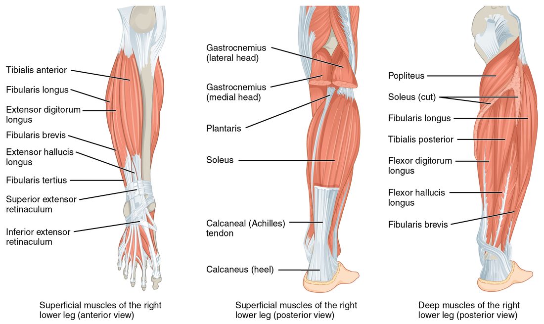 Muscles of the right lower leg in three views. The front view shows a muscle along the shin and muscles over the fibula with tendons running to the foot. The back view shows the two-headed calf muscle, a broad flat muscle beneath it and the thick tendon joining them to the heel. The deep back view shows the muscles under the calf muscles.