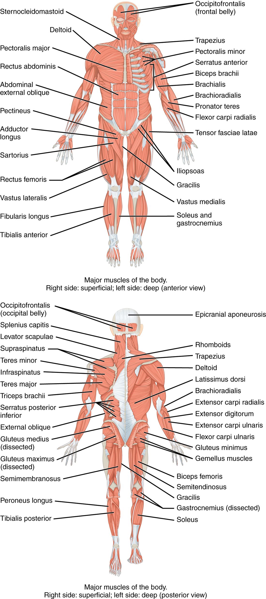 Two full-body drawings of the muscular system, from the front and from the back. Each figure shows the superficial muscles on one side of the body and the deeper muscles on the other, with lines pointing to the major muscles of the head, neck, trunk, arms and legs.