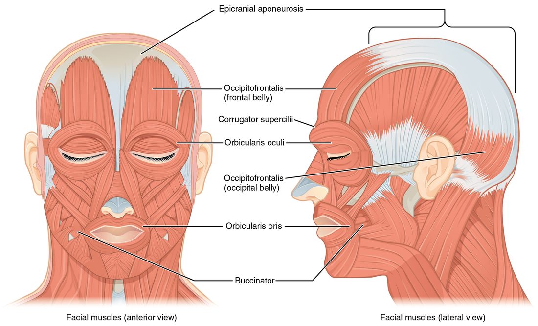 The muscles of the face and scalp from the front and from the left side. Rings of muscle surround each eye and the mouth, a flat muscle forms the wall of each cheek, and a scalp muscle with a front belly over the forehead and a back belly over the back of the skull is joined by a broad sheet of tendon over the crown.