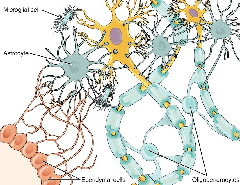 A drawing of four kinds of support cells among two large branching neurons. Star-shaped cells with many branching processes sit among the neurons and touch them. Two small cells with fine, bristly processes sit nearby. A row of cube-shaped cells lines a surface at the lower left, sending long thin processes up into the tissue. Pale cells at the lower right send out arms that wrap segments of several different axons in layered sleeves.