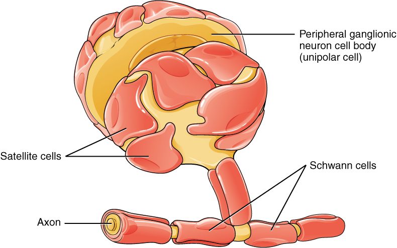 A drawing of a sensory neuron's round cell body covered by a layer of flattened cells, like tiles over a ball. A single stalk leaves the cell body and joins an axon that runs across the bottom of the picture. Elongated cells wrapped around the axon sit end to end along it, and the cut end of the axon shows the layers wrapped around it.