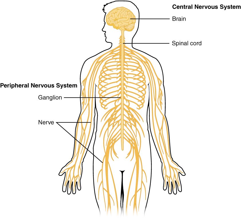 Outline of a standing human body from the front showing the nervous system in yellow. The brain sits in the head and the spinal cord runs down from it through the neck and trunk. Nerves branch from the spinal cord between the ribs, through the trunk and down both arms to the fingers and into the thighs. A small swelling on a nerve beside the spinal cord is marked. Labels group the brain and spinal cord together and the nerves and swelling together.