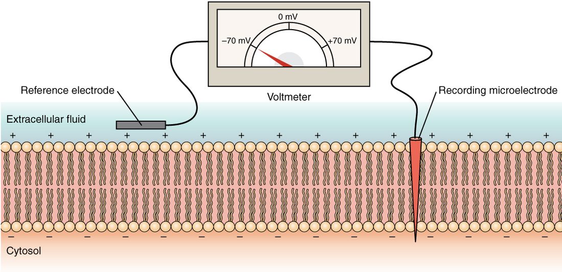 A patch of plasma membrane with positive charges lined up along its outer face and negative charges along its inner face. A fine electrode pokes through the membrane into the cytosol, a second electrode sits in the fluid outside, and the meter joining them reads minus 70 millivolts.