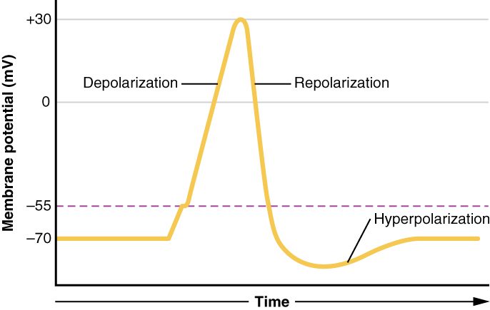A graph of membrane potential in millivolts against time. The trace sits flat at minus 70, climbs to a dashed threshold line at minus 55, then shoots straight up to a rounded peak at plus 30. Labels mark the upstroke as depolarization and the equally steep downstroke as repolarization. The trace falls past minus 70 into a shallow dip labeled hyperpolarization, then curves back up to rest at minus 70.
