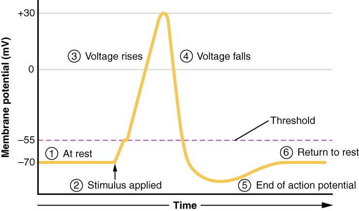A graph of membrane potential in millivolts against time, marked with six numbered stages. The trace sits flat at minus 70 millivolts, creeps upward after a stimulus, shoots steeply up to about plus 30 millivolts, falls back just as steeply, dips below minus 70 for a moment, and then settles back at minus 70.