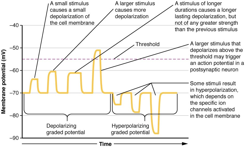 A graph of membrane potential against time with a dashed threshold line near minus 55 millivolts. On the left, upward bumps from minus 70 grow with stimulus size; a longer stimulus gives a wider bump, and only the largest bump crosses the threshold line. On the right, downward dips from minus 70 get deeper, reaching nearly minus 90 millivolts.