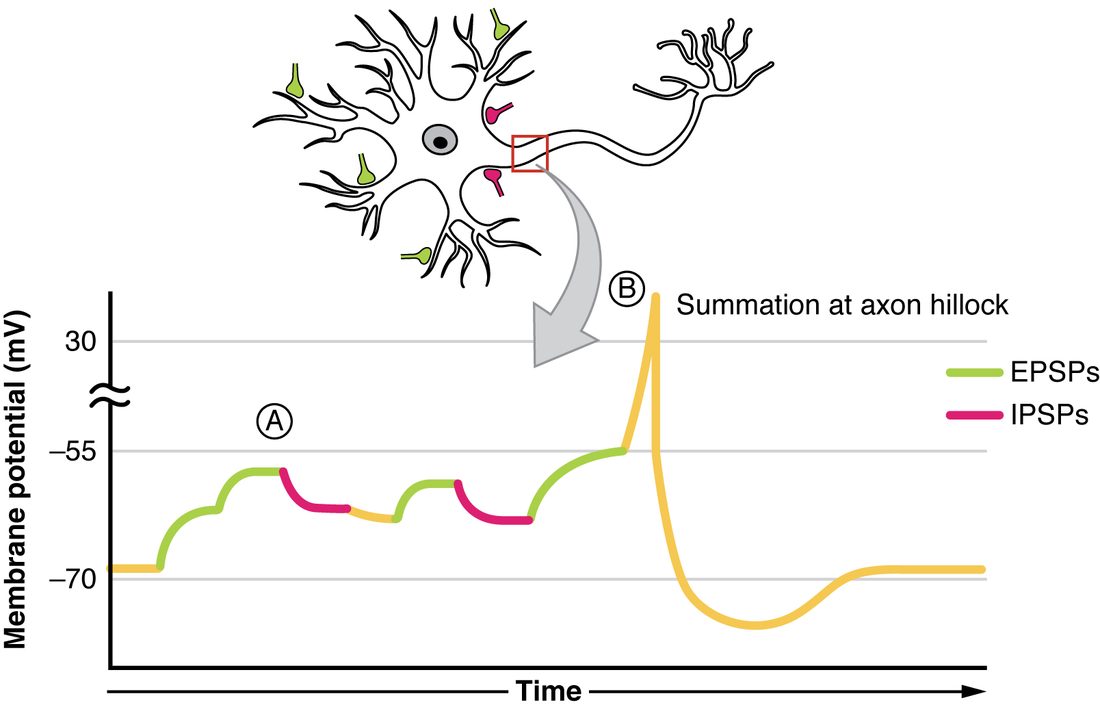 A drawing of a multipolar neuron with green and magenta axon endings touching its dendrites and cell body; a box at the start of its axon leads by an arrow to a graph below. The graph plots membrane potential against time, with lines at minus 70, minus 55 and plus 30 millivolts. From rest, green upward steps (EPSPs) climb in stages to point A, still below minus 55. Magenta downward curves (IPSPs) then pull the trace back down, green steps push it up again, another magenta curve pulls it down, and a final green rise reaches minus 55. There the trace shoots up above plus 30 to a peak marked B, labeled summation at axon hillock. It then falls steeply below minus 70, and recovers to rest.