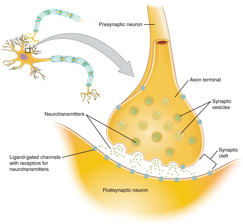 A small drawing of a neuron has a box around one point on its surface, and an arrow leads to an enlarged view of that point. In the enlarged view, the swollen end of an axon from another neuron sits close to the receiving neuron's membrane without touching it: a narrow gap separates them. Small membrane sacs inside the axon ending fuse with its membrane and release molecules that cross the gap and bind channel proteins in the receiving neuron's membrane.