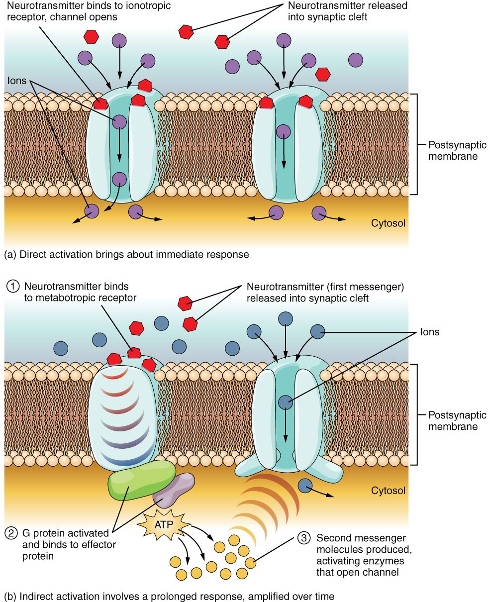 Two views of a postsynaptic membrane. Top: neurotransmitter molecules released into the synaptic cleft bind directly to channel proteins in the membrane, and each channel opens at once, letting ions flow through into the cytosol; the caption calls this direct activation with an immediate response. Bottom: neurotransmitter binds a different membrane protein that is not a channel; inside the cell, an activated G protein binds an effector enzyme, which turns ATP into many second messenger molecules, and these act on a separate channel protein, which opens and lets ions in; the caption calls this indirect activation, a prolonged response amplified over time.